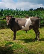 Mooie rustige Dahomey dekstier, Dieren en Toebehoren, Mannelijk, 0 tot 2 jaar