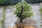 Carpinus (haagbeuk) bonsai, Tuin en Terras, Planten | Bomen, Ophalen, Halfschaduw, Overige soorten, Minder dan 100 cm