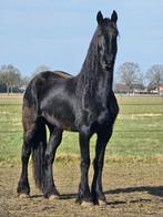 Schitterende merrie (Bikkel x Doaitsen) uit 2020, Dieren en Toebehoren, Paarden, Merrie