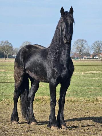 Schitterende merrie (Bikkel x Doaitsen) uit 2020 beschikbaar voor biedingen