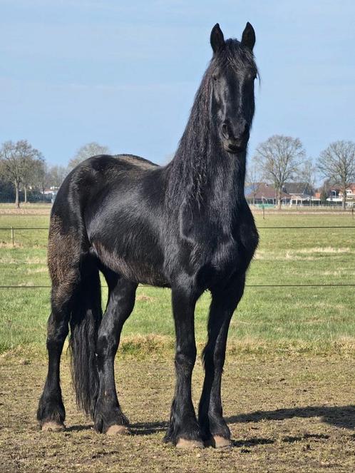 Schitterende merrie (Bikkel x Doaitsen) uit 2020, Dieren en Toebehoren, Paarden, Merrie