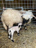 Wol van de wallische swartnase, Schaap, Meerdere dieren