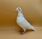 Stipper postduif, Dieren en Toebehoren, Mannelijk, Postduif