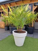 Chamaerops Humilis multistam-palm met 3 stammen, Tuin en Terras, Planten | Tuinplanten, Volle zon, Vaste plant, Bloeit niet, Ophalen