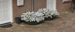 Grote betonnen plantenbakken 2x, Ophalen, Gebruikt, Rond, Minder dan 60 cm