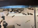 Blue moscow guppy, Dieren en Toebehoren, Vissen | Aquariumvissen