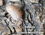 Cubaris sp 'Salmon Martinique', Overige soorten