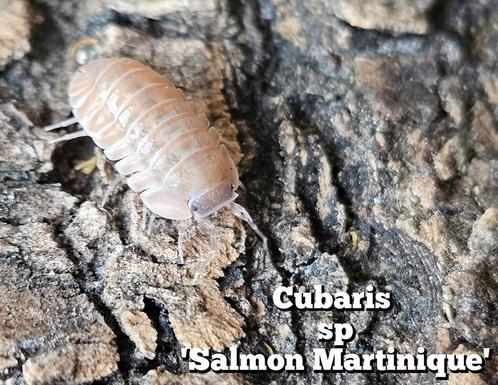 Cubaris sp 'Salmon Martinique', Dieren en Toebehoren, Insecten en Spinnen, Overige soorten