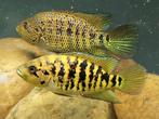 Trio Parachromis multifasciatus Pantanos de la Centla, Dieren en Toebehoren, Vissen | Aquariumvissen