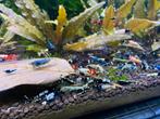 Caridina garnalen mix, Dieren en Toebehoren, Vissen | Aquariumvissen, Kreeft, Krab of Garnaal