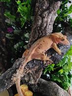 Wimpergekko Vrouw, Dieren en Toebehoren, Hagedis