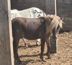 Bizar mooi en sierlijk mini hengstje,  silverdapple, Niet van toepassing, 0 tot 2 jaar, Hengst, A pony (tot 1.17m)
