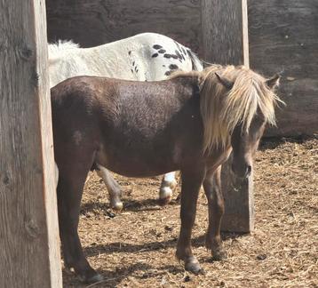 Bizar mooi en sierlijk mini hengstje,  silverdapple  beschikbaar voor biedingen