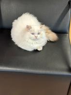Britse langhaar  wit, Dieren en Toebehoren, Katten en Kittens | Raskatten | Langhaar, Gechipt, 0 tot 2 jaar, Kater
