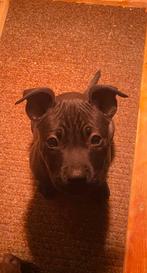 Nog 2 Prachtige pitbull pups - mogen nest verlaten!, Overige rassen, 8 tot 15 weken, Meerdere, Meerdere dieren