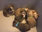 Franse bulldog pups., Parvo, 8 tot 15 weken, Bulldog, Meerdere