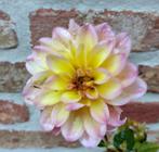 Te koop 5 Dahlia knollen, Volle zon, Vaste plant, Zomer, Ophalen