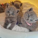 Brits kort haar kittens, Dieren en Toebehoren, Katten en Kittens | Raskatten | Korthaar