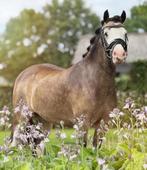 Hele mooie welsh B sectie A merrie!, Dieren en Toebehoren, Merrie, 3 tot 6 jaar