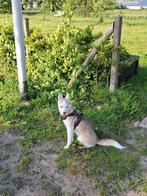 Oppas hond gezocht, Diensten en Vakmensen, Dieren | Honden | Verzorging, Oppas en Les, Pension of Dagopvang