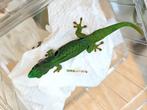 Phelsuma quadriocellata man, Dieren en Toebehoren, Reptielen en Amfibieën, Hagedis, 0 tot 2 jaar