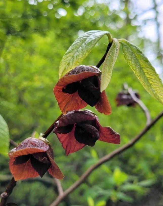 Pawpaw boom!, Tuin en Terras, Planten | Fruitbomen, Minder dan 100 cm, Lente, Ophalen
