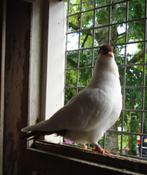 Nederlandse helmduiven  - rode koppels - sierduiven, Dieren en Toebehoren, Vogels | Duiven, Meerdere dieren, Tuimelaar of Roller