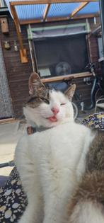 Hele lieve poes, Poes, Gechipt, 3 tot 5 jaar