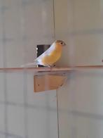 Goudvink man gereserveerd, Dieren en Toebehoren, Mannelijk, Wildzangvogel, Geringd
