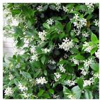 Toscaanse Jasmijn - Trachelospermum jasminoide - Sterjasmijn, Tuin en Terras, Planten | Tuinplanten, Zomer, Vaste plant, Klimplanten