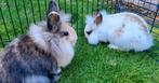 3 dwergkonijntjes, Dieren en Toebehoren, Konijnen, Meerdere dieren, Dwerg