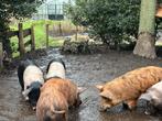 Husumer biggetjes, Dieren en Toebehoren, Schapen, Geiten en Varkens, Meerdere dieren, Varken