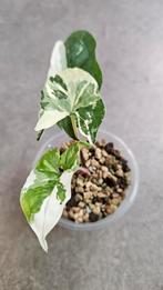 Syngonium Albo Variegata #1, Huis en Inrichting, Kamerplanten, Ophalen of Verzenden, Overige soorten, Minder dan 100 cm