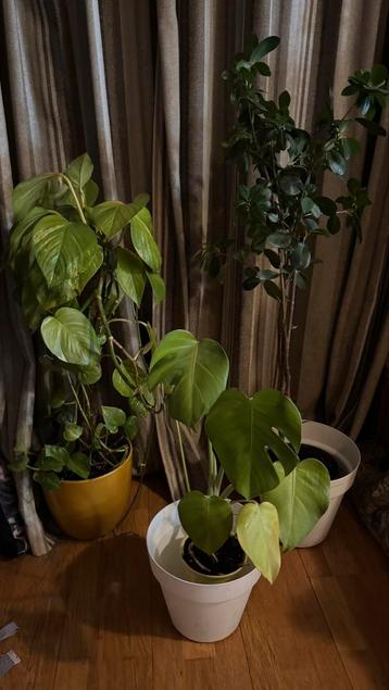 2 grote en 1 kleine groene kamerplant en 3 potten  beschikbaar voor biedingen