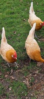 Friese Hoen kippen, Kip, Vrouwelijk