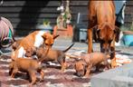 Zeer sociale Rhodesian Ridgeback pups. Met mooie stamboom!, Dieren en Toebehoren, Honden | Setters en Staande honden, Overige rassen
