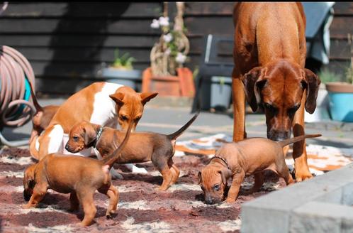 Zeer sociale Rhodesian Ridgeback pups. Met mooie stamboom!, Dieren en Toebehoren, Honden | Setters en Staande honden, Meerdere dieren