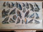 roofvogels en uilen wandplaat, Antiek en Kunst, Ophalen of Verzenden, Natuur en Biologie