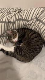 Gratis. Liefdevolle Binnenkat  voor een Nieuw Thuis!, Dieren en Toebehoren, Katten-accessoires, Ophalen of Verzenden