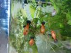 Vrolijke fel oranje platy visjes ( en slakjes ), Dieren en Toebehoren, Vissen | Aquariumvissen, Vis, Zoetwatervis, Schoolvis