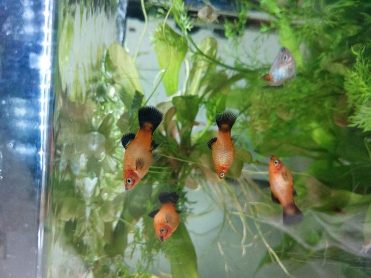 Vrolijke fel oranje platy visjes ( en slakjes ), Dieren en Toebehoren, Vissen | Aquariumvissen, Zoetwatervis, Vis, Schoolvis