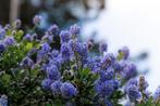 Amerikaanse sering –Ceanothus  meerdere soorten en maten, Tuin en Terras, Ophalen of Verzenden, Overige soorten, Volle zon