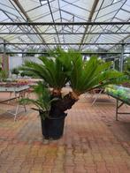 Unieke Cycas revoluta Multihead NO:1, Halfschaduw, Zomer, Vaste plant, Ophalen of Verzenden