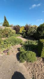 Diverse planten, struiken, hagen aangeboden, Ophalen, Overige soorten, Struik, 100 tot 250 cm