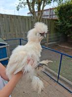 2 witte hanen zijdehoen, Dieren en Toebehoren, Pluimvee, Mannelijk, Kip
