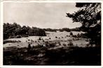 Hoenderloo - De Hoge Veluwe In 't Stuifzand (1951), Ophalen of Verzenden, 1940 tot 1960, Gelopen, Gelderland