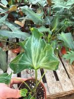 Alocasia Teletubbie - 12cm Pot, Ophalen of Verzenden, Minder dan 100 cm