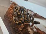 Ballpython te koop, Dieren en Toebehoren, Reptielen en Amfibieën, Slang