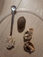 Zaden Anna Paulownaboom uit Anna Paulowna, Tuin en Terras, Planten | Bomen, Volle zon, Lente, Minder dan 100 cm, Overige soorten