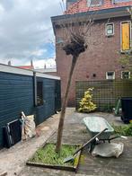 Boompje, Tuin en Terras, Planten | Bomen, Halfschaduw, Zomer, Overige soorten, 250 tot 400 cm